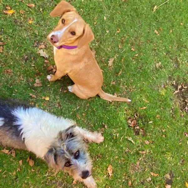 Buscan que las mascotas sean consideradas parte de la familia legalmente: ¿cómo surgió?