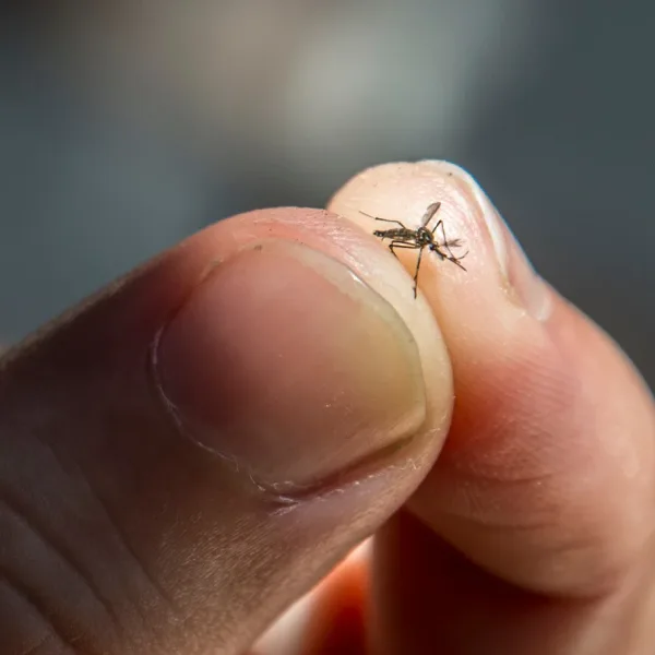 Dengue: Mitos, creencias y verdades sobre el virus que se propaga por el país
