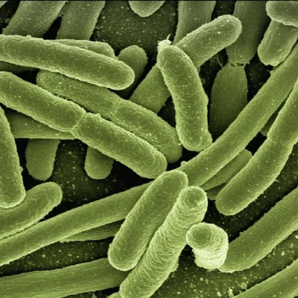 Desentrañando el SIBO: cuando las bacterias invaden el sistema