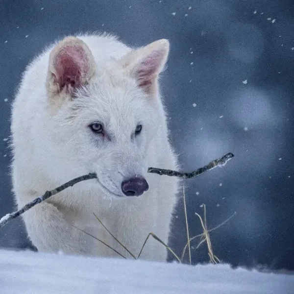 Logran “revivir” al lobo terrible, una especie extinta hace más de 10.000 años