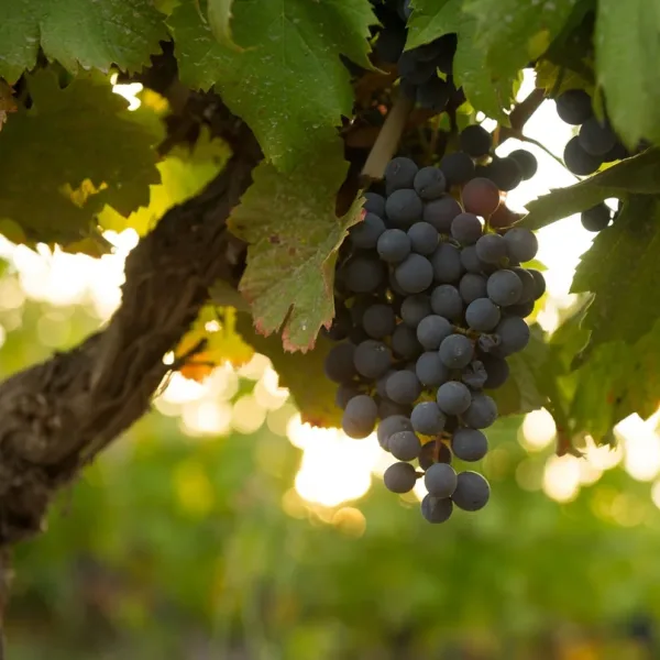 Día del Cabernet Sauvignon, un vino que nació en Burdeos y conquistó al mundo