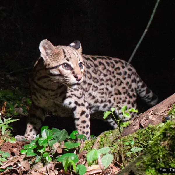Huellita, la ocelote más longeva del mundo vive en Misiones
