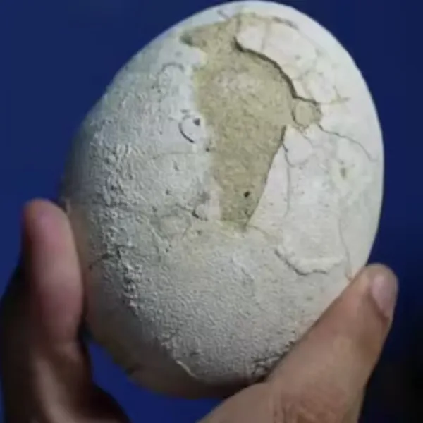 Investigadores del Conicet encontraron un huevo de dinosaurio carnívoro en un excelente estado