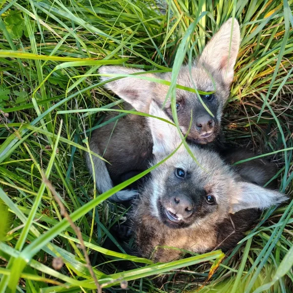 Dos cachorros de aguará guazú se preparan para volver a su hábitat en la Fundación Temaikén
