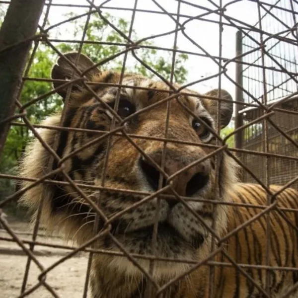 Four Paws asume el rescate de grandes felinos y osos en el ex-zoológico de Luján