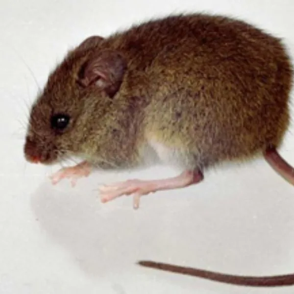 Confirmaron un caso de hantavirus en Bariloche 