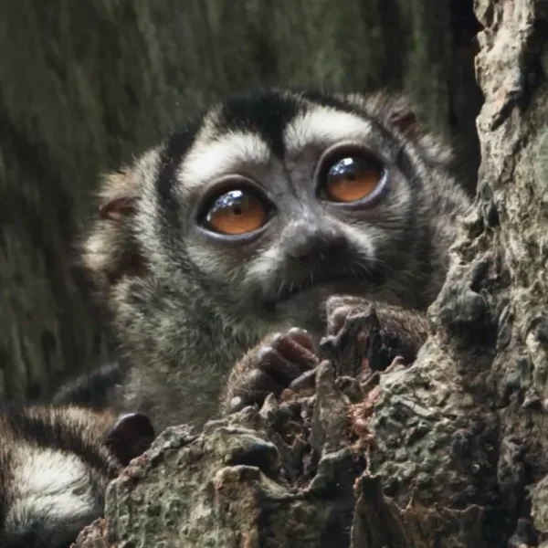 Natalia Oreiro conduce la serie que sigue a los animales más amenazados