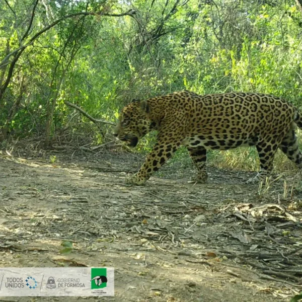 Día del Yaguareté: el felino más grande de América en peligro crítico