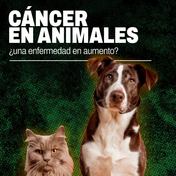 Cáncer en animales: ¿una enfermedad en aumento? 