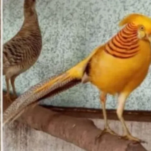 Desbaratan una red de tráfico de fauna silvestre en La Matanza: rescataron más de 200 ejemplares