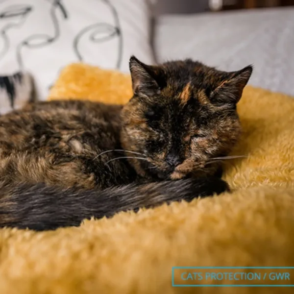 ¿Quién es Flossie?: la historia de la gata más longeva del mundo