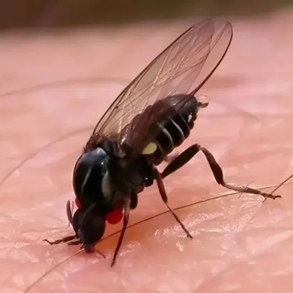 Alerta por barigüí en CABA y el AMBA: la “mosca negra” que provoca lesiones dolorosas