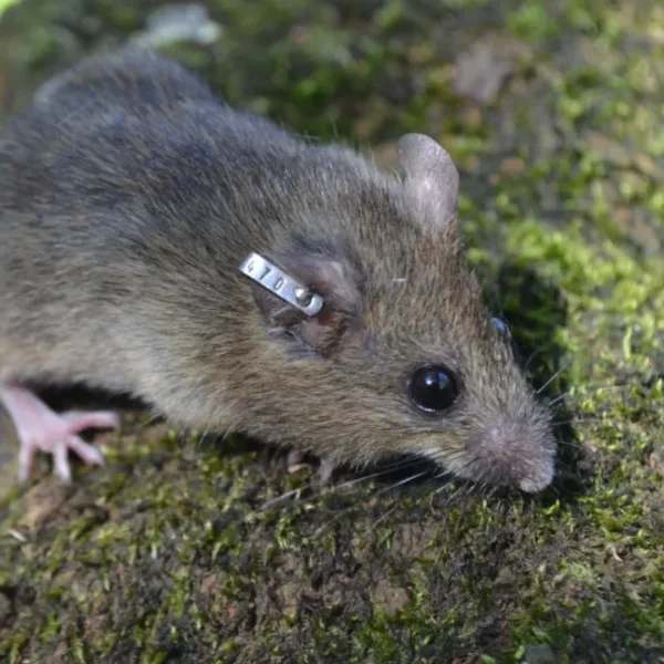 Murió una nena de 10 años por hantavirus en Buenos Aires