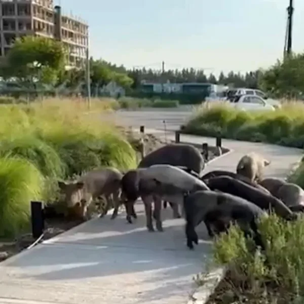 Aparecieron chanchos salvajes en Nordelta, ante los operativos por carpinchos