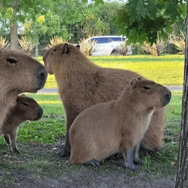 La Justicia frenó el traslado de carpinchos en Nordelta y ordenó suspender nuevas relocalizaciones