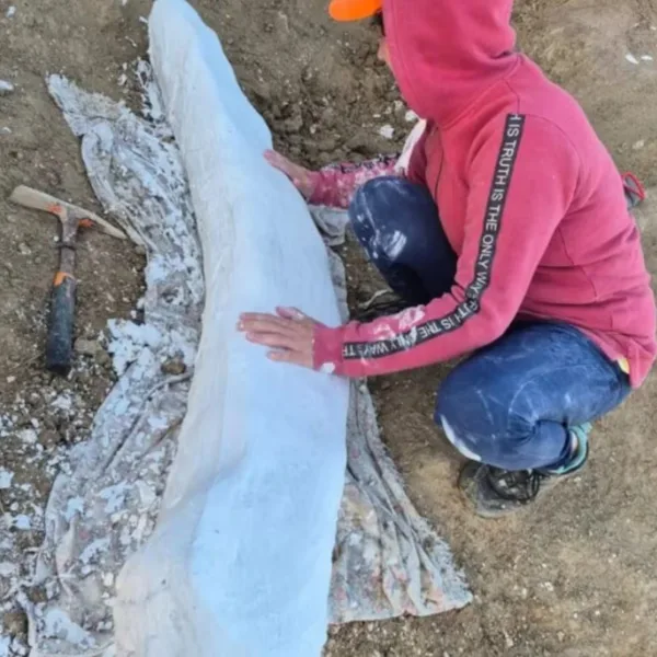 Hallaron en Miramar un colmillo fósil de un elefante de más de 100 mil años