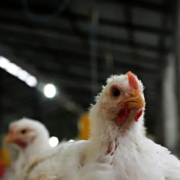 Brote de influenza aviar en Ranchos: activan protocolo y restringen exportaciones