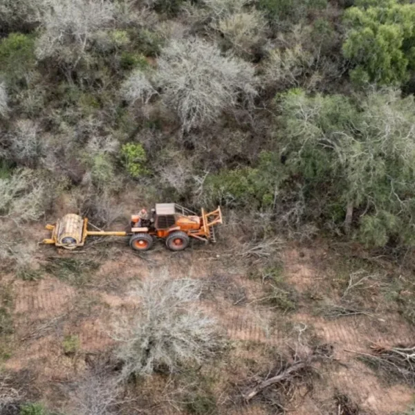 Día Internacional de los Bosques:  la ley es una herramienta clave para frenar la deforestación