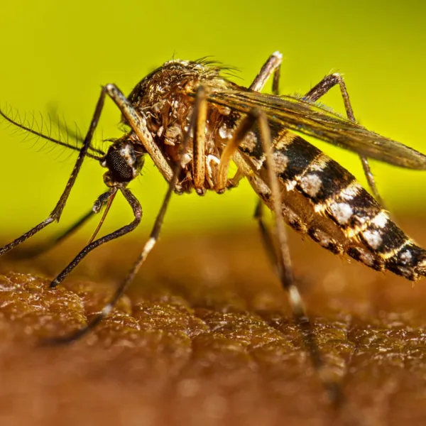 Impulsan un estudio sobre la vacuna contra el dengue en mayores de 60 años