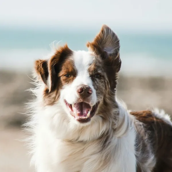 1 de cada 7 perros padece otitis: cómo detectarla a tiempo y evitar complicaciones