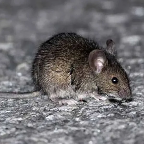 Alertan por un aumento del 50% en los casos de hantavirus en la provincia de Buenos Aires