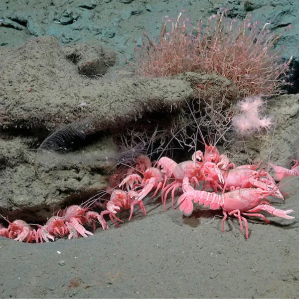 Científicos del CONICET volverán a explorar las profundidades del Mar Argentino