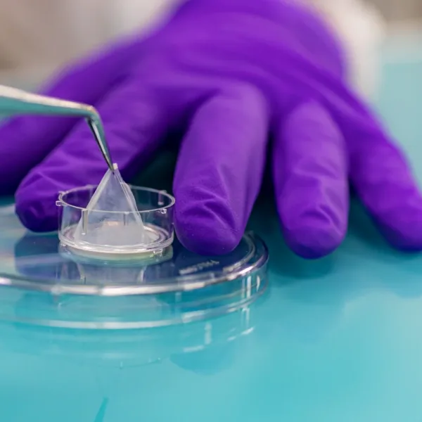 La alternativa al testeo en animales: cómo funciona la piel reconstruida in vitro