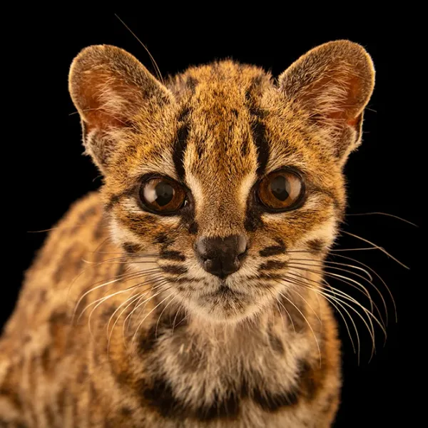 "Gato tilcayo”: la nueva especie de gato silvestre, su descubrimiento en Bolivia y el hallazgo de Paola Nogales 